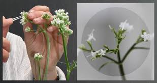 Attēlu rezultāti vaicājumam “Valeriana officinalis bud”
