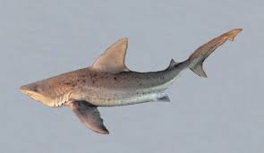 Image result for Carcharhinus plumbeus