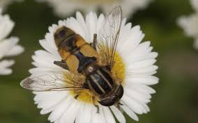 Attēlu rezultāti vaicājumam “Helophilus hybridus”