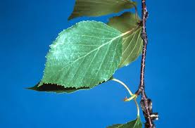 Attēlu rezultāti vaicājumam “Betula papyrifera leaf”