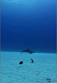 Image result for Dolphin Sub Aqua