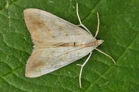 Attēlu rezultāti vaicājumam “Evergestis extimalis”