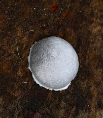 Attēlu rezultāti vaicājumam “Lycogala cf. fossiculatum”