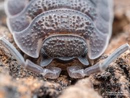 Attēlu rezultāti vaicājumam “Porcellio scaber”