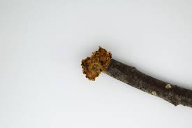 Attēlu rezultāti vaicājumam “Basidiodendron”