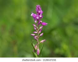 Attēlu rezultāti vaicājumam “Polygala comosa flower”