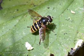 Attēlu rezultāti vaicājumam “Sericomyia silentis”