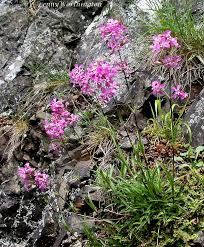 Attēlu rezultāti vaicājumam “Silene viscaria”