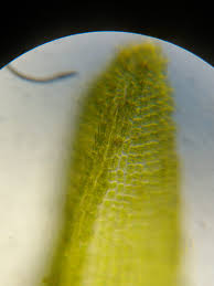 Attēlu rezultāti vaicājumam “Dichodontium pellucidum macro”