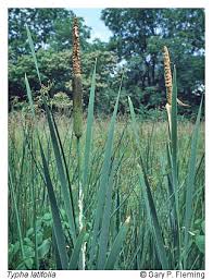 Attēlu rezultāti vaicājumam “Typha latifolia”