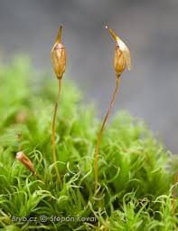 Attēlu rezultāti vaicājumam “Cynodontium strumiferum”