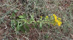 Attēlu rezultāti vaicājumam “Inula britannica leaf”