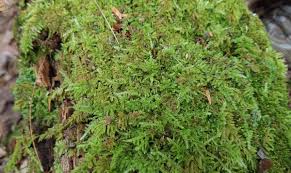 Attēlu rezultāti vaicājumam “Hypnum”