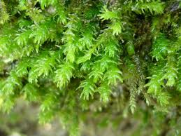 Attēlu rezultāti vaicājumam “Anomodon viticulosus”