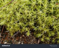 Attēlu rezultāti vaicājumam “Dicranales”