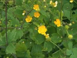 Attēlu rezultāti vaicājumam “Ranunculus lanuginosus bud”