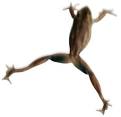 frog jump