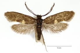 Attēlu rezultāti vaicājumam “Incurvaria praelatella”