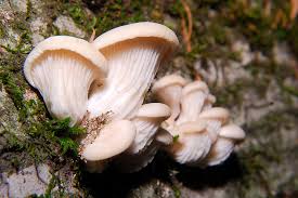 Attēlu rezultāti vaicājumam “Pleurotus ostreatus”