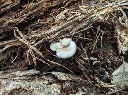 Attēlu rezultāti vaicājumam “Crepidotus applanatus”