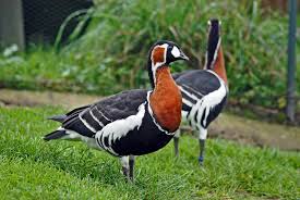 Attēlu rezultāti vaicājumam “Branta ruficollis adult”