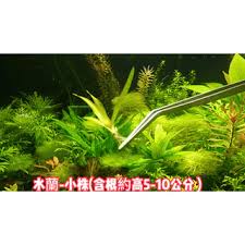 「扭蘭」的圖片搜尋結果