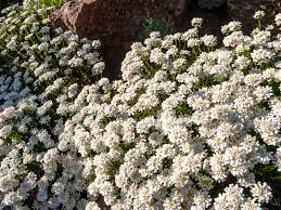 Image result for Schleifenblume