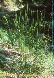 Attēlu rezultāti vaicājumam “Hordelymus europaeus”