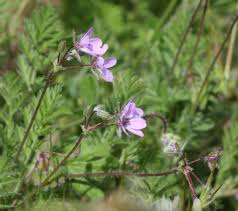Attēlu rezultāti vaicājumam “Erodium cicutarium leaf”