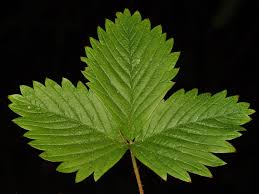 Attēlu rezultāti vaicājumam “Fragaria vesca leaf”