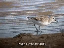 Image result for Calidris subminuta