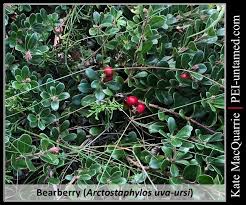 Attēlu rezultāti vaicājumam “Arctostaphylos uva-ursi fruit”