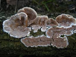 Attēlu rezultāti vaicājumam “Steccherinum ochraceum”