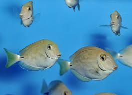 Image result for Acanthurus bahianus