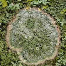 Attēlu rezultāti vaicājumam “Pertusaria leioplaca”