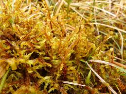 Attēlu rezultāti vaicājumam “Hamatocaulis lapponicus”