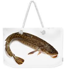 Image result for Lota lota