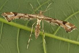 Attēlu rezultāti vaicājumam “Platyptilia gonodactyla”