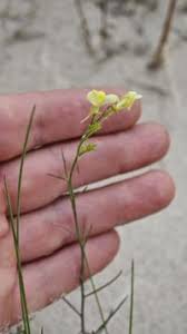 Attēlu rezultāti vaicājumam “Linaria loeselii”