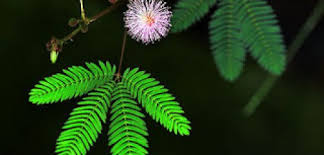 Image result for pohon semalu images