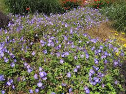 Attēlu rezultāti vaicājumam “Geranium bohemicum”