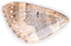 Attēlu rezultāti vaicājumam “Cosmorhoe ocellata”