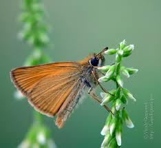 Attēlu rezultāti vaicājumam “Thymelicus lineola”
