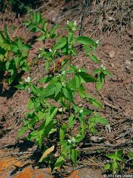 Attēlu rezultāti vaicājumam “Galeopsis tetrahit leaf”