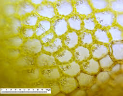 Attēlu rezultāti vaicājumam “Calypogeia sphagnicola”
