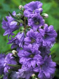 Attēlu rezultāti vaicājumam “Campanula trachelium bud”