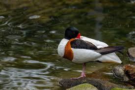 Attēlu rezultāti vaicājumam “Tadorna tadorna male”