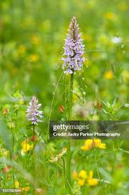 Attēlu rezultāti vaicājumam “Dactylorhiza fuchsii flower”
