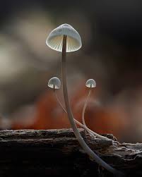 Attēlu rezultāti vaicājumam “Lycogala conicum young”