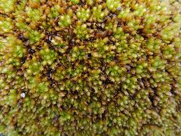 Attēlu rezultāti vaicājumam “Sphagnum contortum”